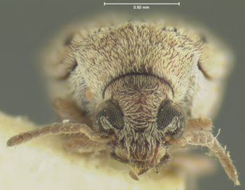 Media type: image;   Entomology 4468 Aspect: head frontal view
